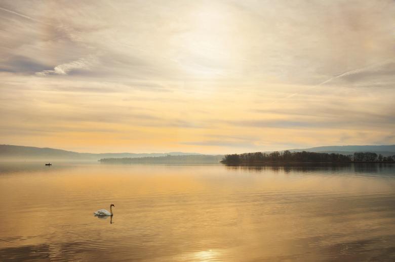 Free stock image of Swan in the River created by Pixabay