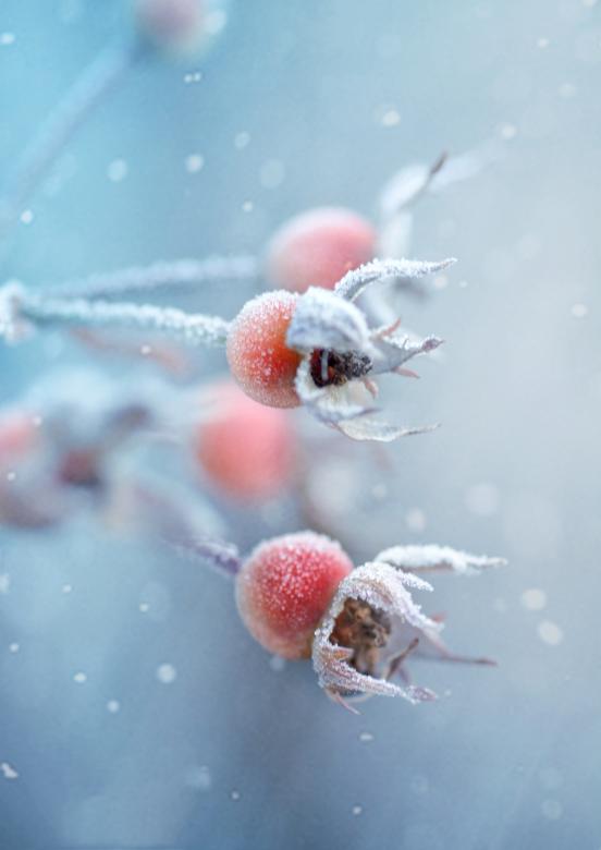 Free stock image of Winter Berries created by Pixabay