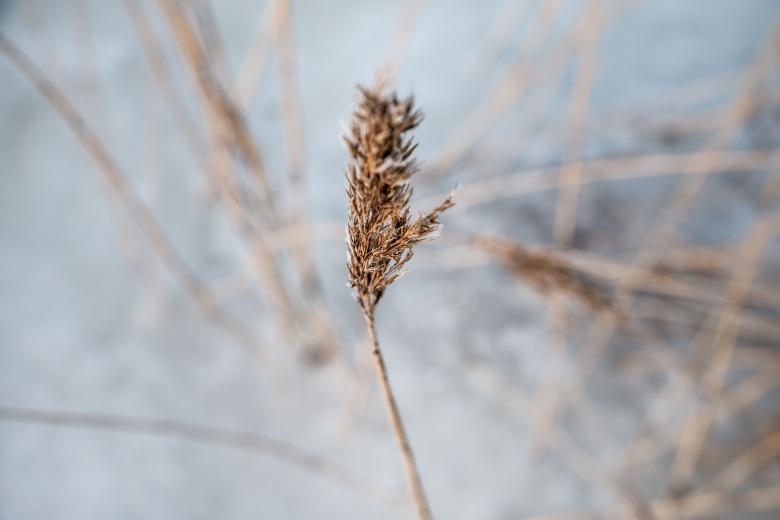 Free stock image of Winter Reed created by Janis Urtans