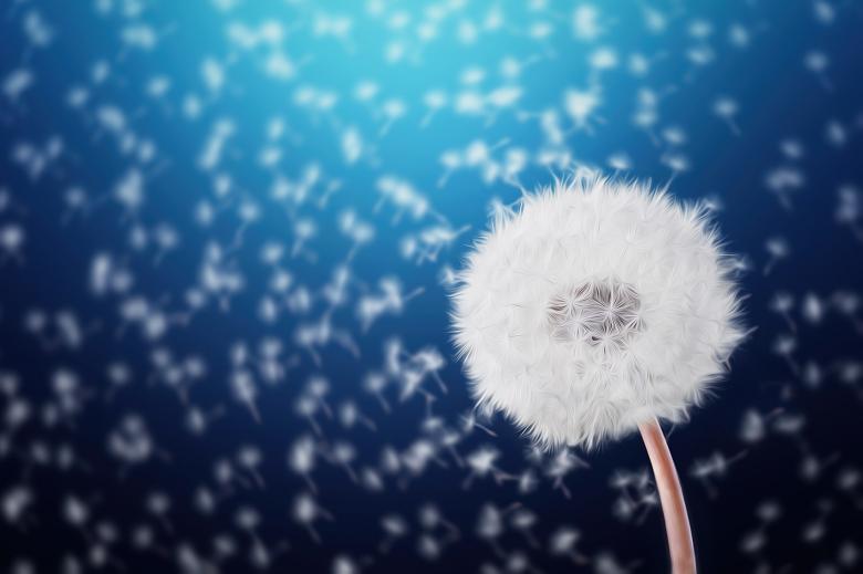 Free stock image of Dandelion Closeup created by Pixabay