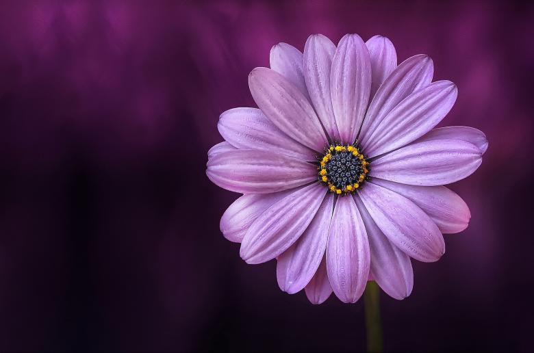 Free stock image of Purple Flower created by Pixabay