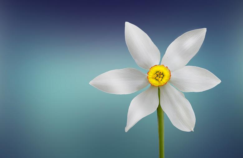Free stock image of White Flower created by Pixabay