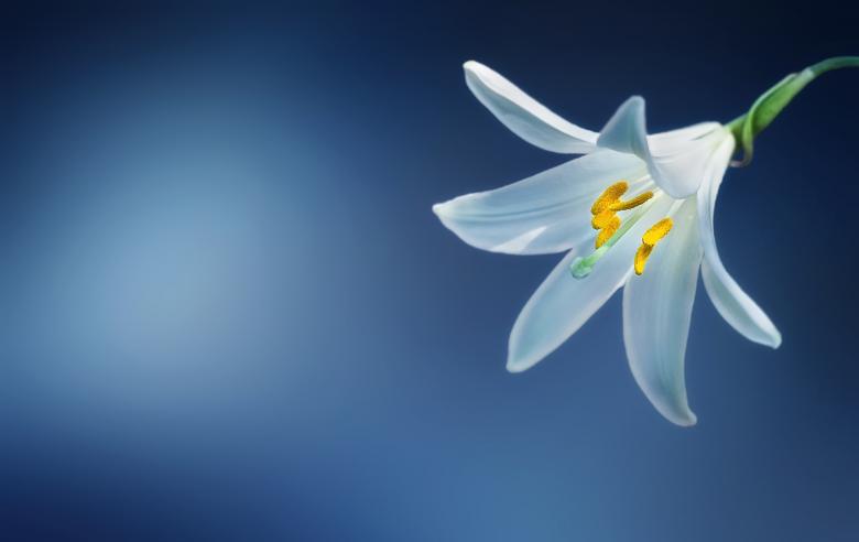 Free stock image of White Flower created by Pixabay