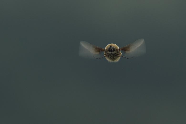 Free stock image of Insect Closeup created by Pixabay
