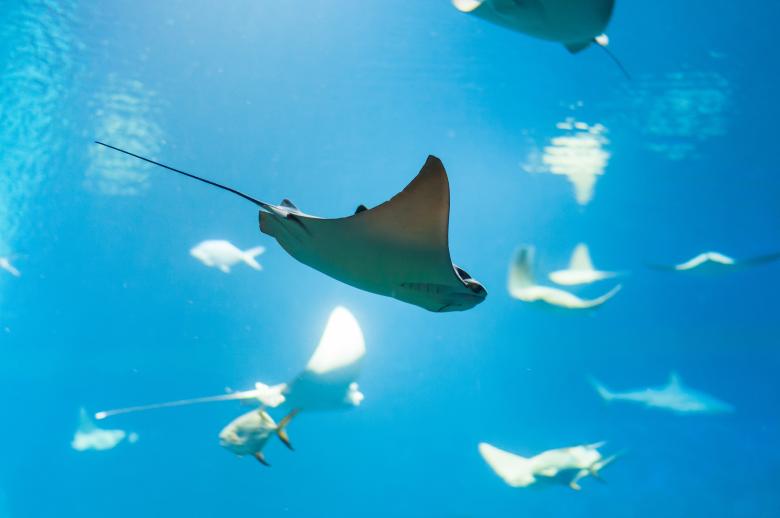 Free stock image of Ray in the Ocean created by Pixabay