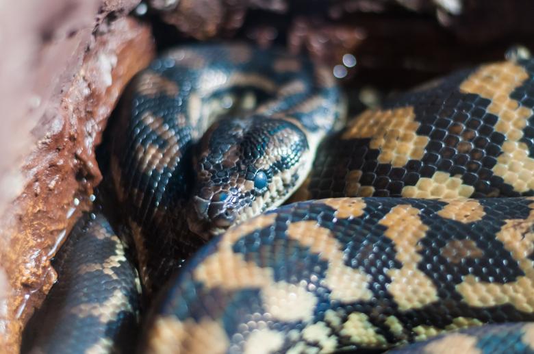 Free stock image of Wild Snake created by Pixabay