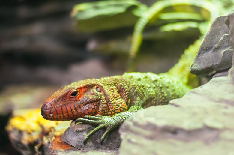 Free stock image of  Wild Lizard created by Pixabay