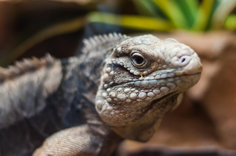 Free stock image of  Wild Lizard created by Pixabay