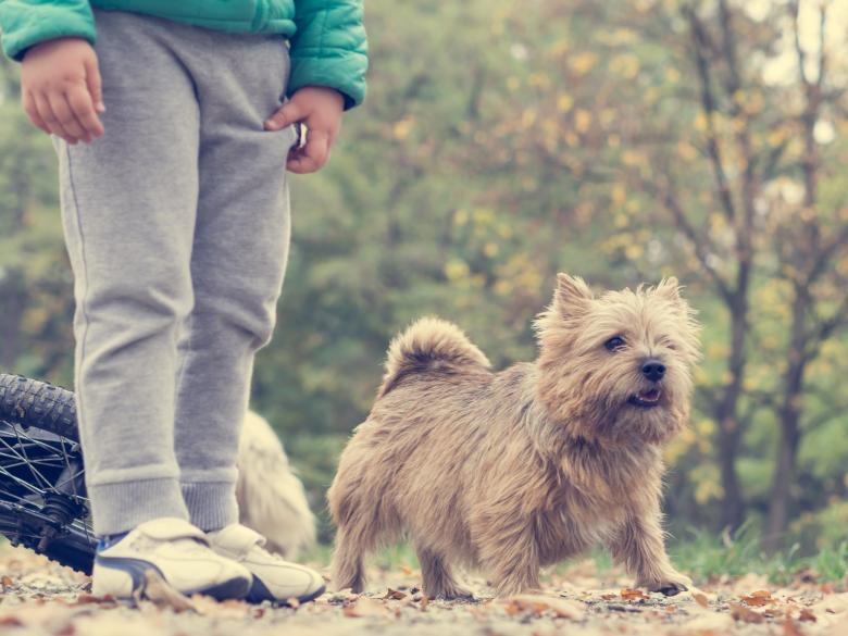 Free stock image of Pet Dog created by Pixabay