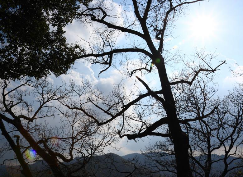 Free stock image of Trees In The Forest Wilderness created by Stuart Miles