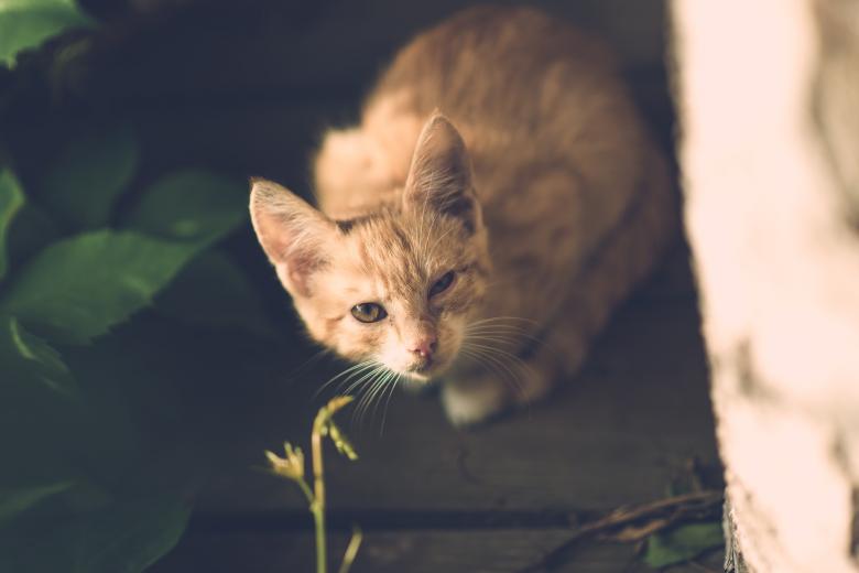 Free stock image of Loyal Pet Cat created by Pixabay