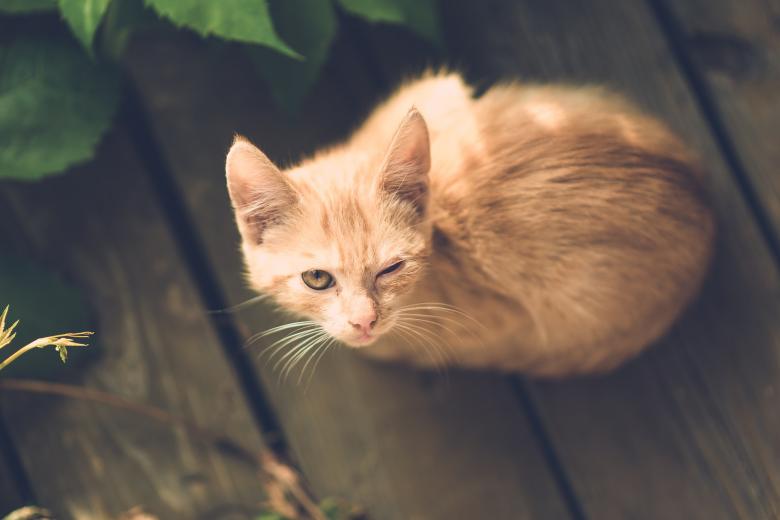 Free stock image of Loyal Cat created by Pixabay