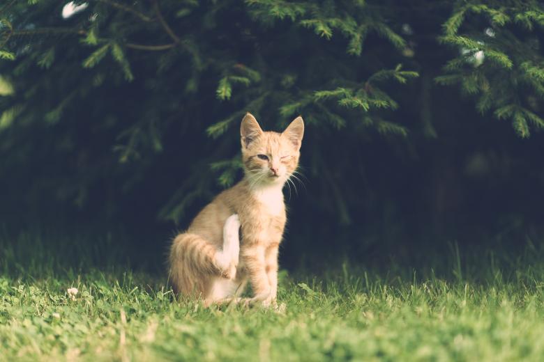 Free stock image of Careless Brown Cat created by Pixabay
