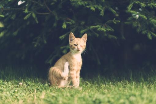 Careless Brown Cat - Free Stock Photo