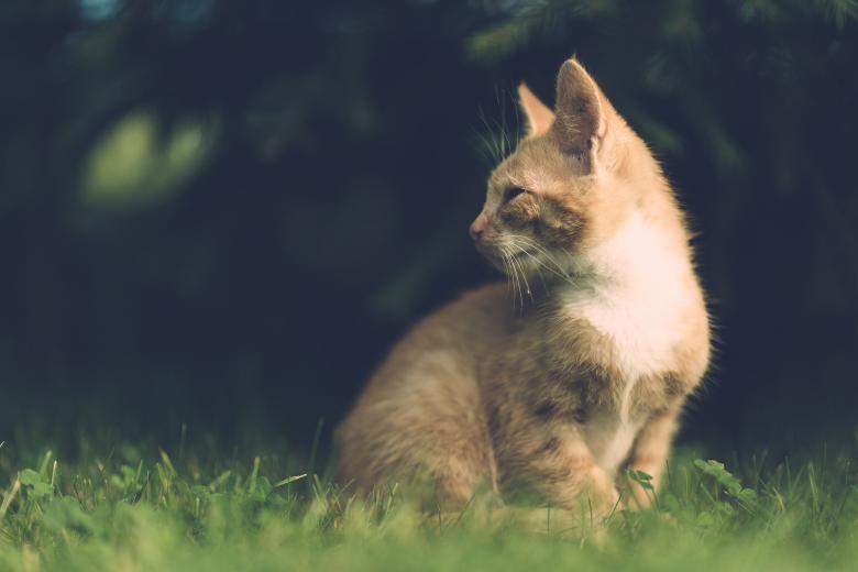 Free stock image of Wild Cat created by Pixabay