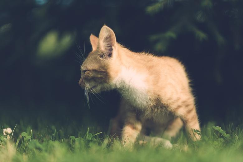 Free stock image of Little Pet Kitten created by Pixabay
