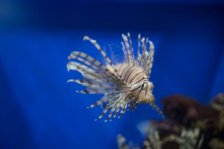 Free stock image of Fish in the Ocean created by Pixabay