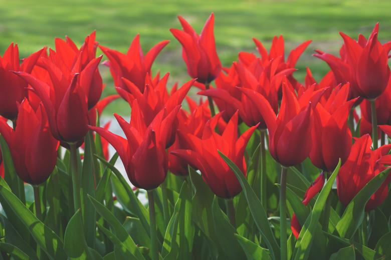 Free stock image of Fresh Flowers created by Pixabay