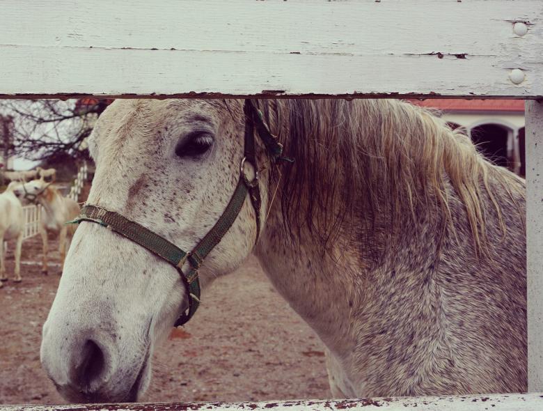 Free stock image of Horse at the Stable created by Pixabay