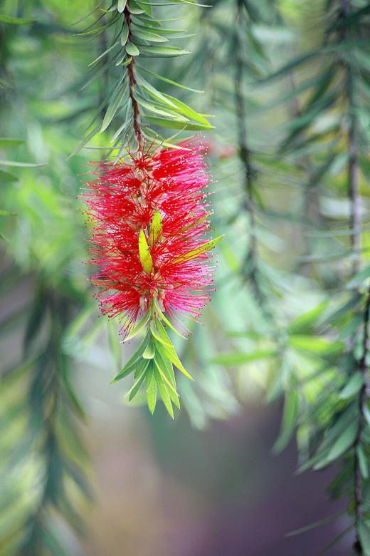 Free stock image of Wild Flower created by Pixabay