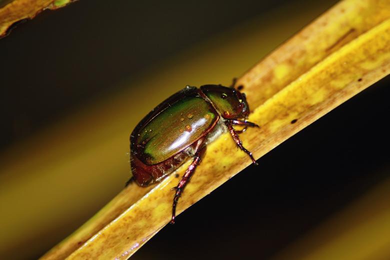 Free stock image of Wild Insect created by Pixabay