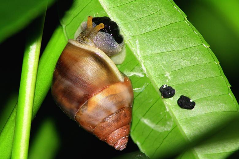 Free stock image of Snail on the Leave created by Pixabay