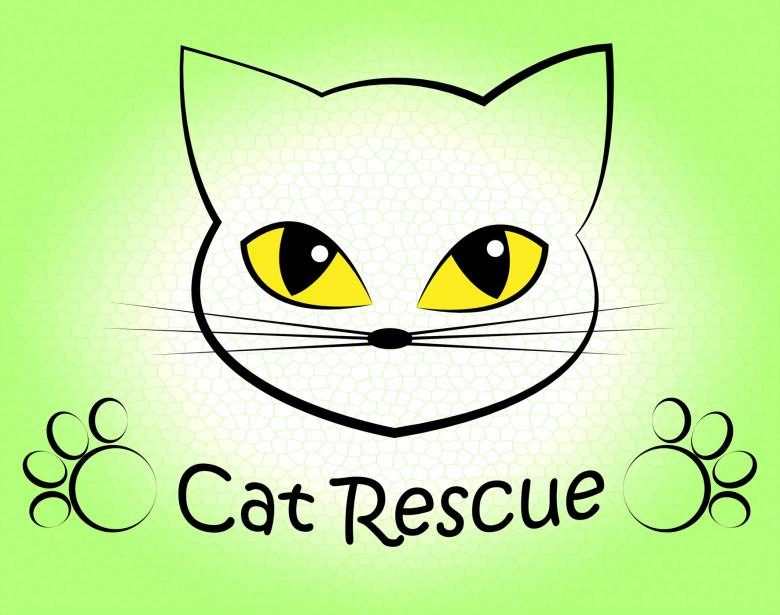 Free stock image of Cat Rescue Means Pet Kitty And Saving created by Stuart Miles