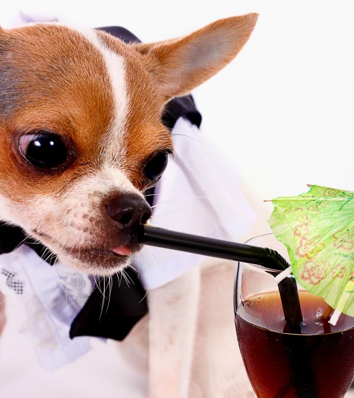 Free stock image of High Class Thirsty Chihuahua Having A Drink created by Stuart Miles