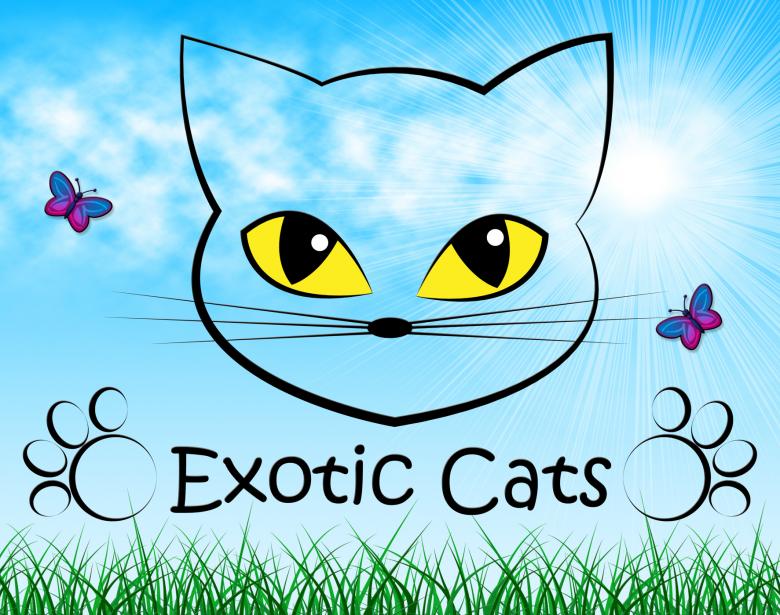 Free stock image of Exotic Cats Indicates Felines Unique And Unusual created by Stuart Miles