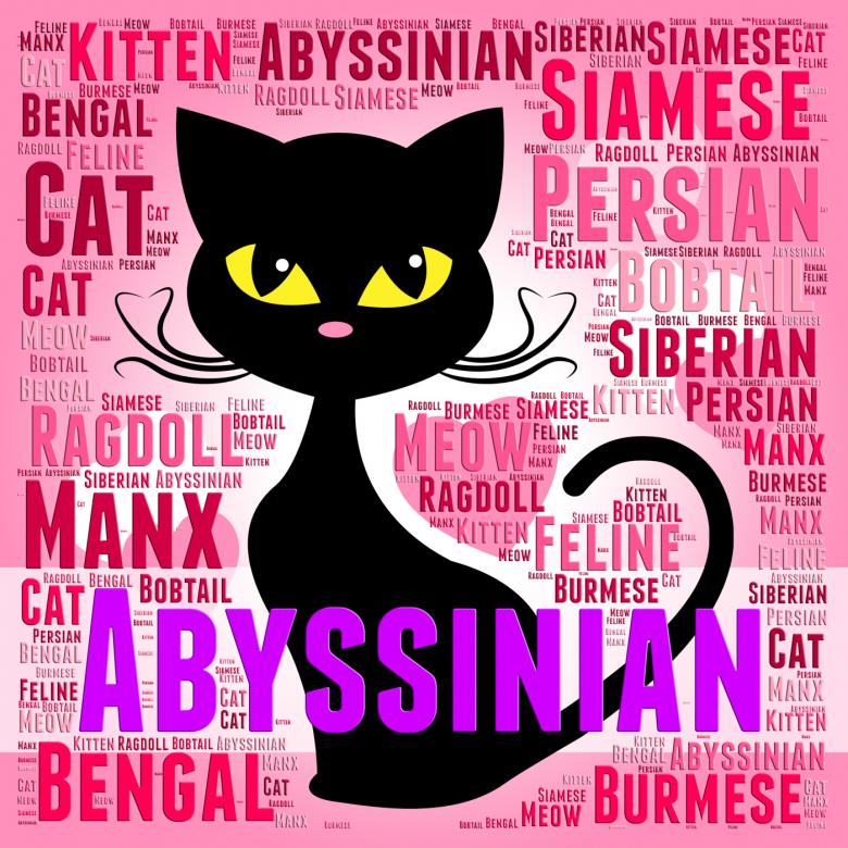 Free stock image of Abyssinian Cat Represents Shorthaired Kitty And Tabby created by Stuart Miles