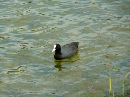 Eurasian coot - Free Stock Photo