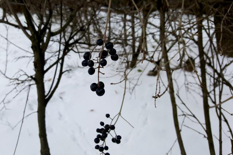 Free stock image of Black berry created by Monika Zając