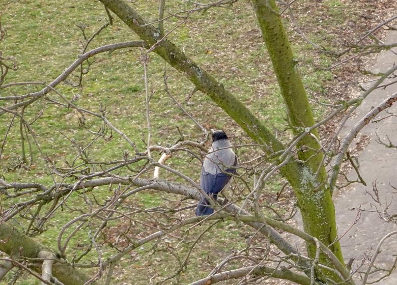 Free stock image of Crow created by Monika Zając