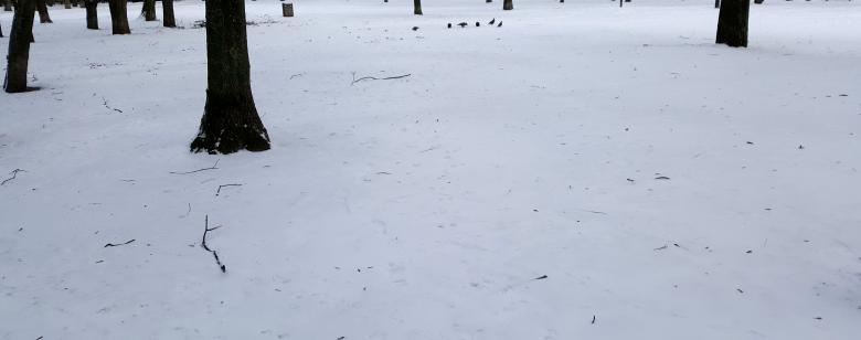 Free stock image of Winter created by Monika Zając