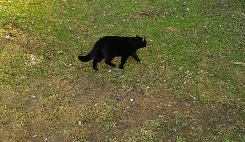 Free stock image of Black cat created by Monika Zając