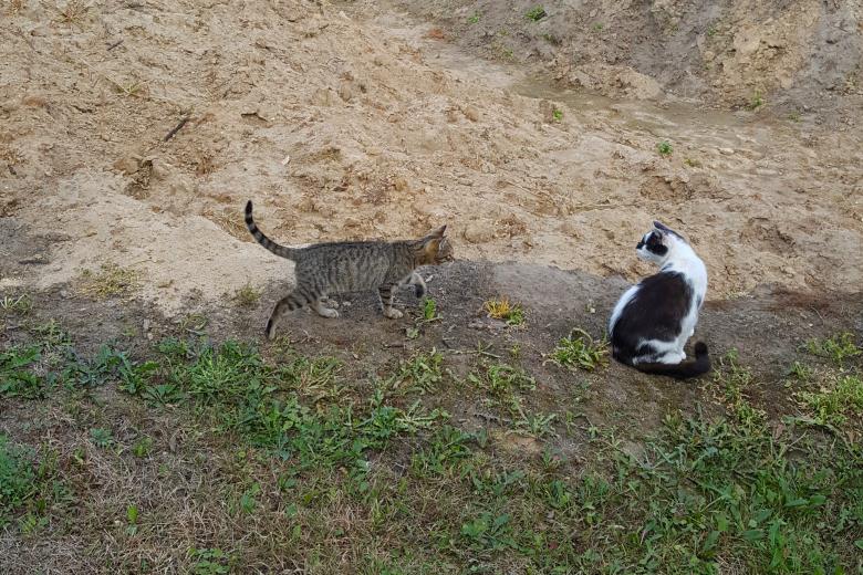 Free stock image of Two cats created by Monika Zając