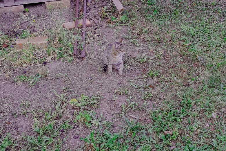 Free stock image of Cat created by Monika Zając