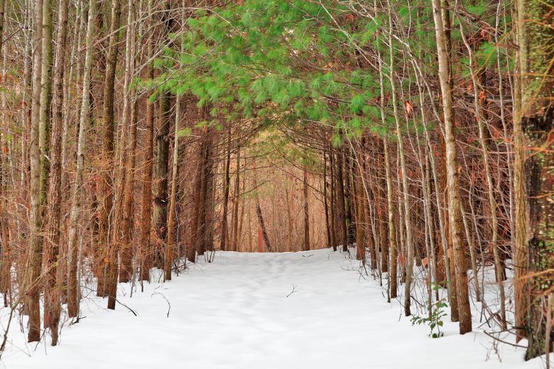 Free stock image of North Point Winter Pine Trail - HDR created by Nicolas Raymond