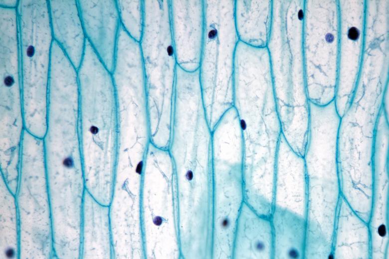 Free stock image of Mitochondria created by Geoffrey Whiteway