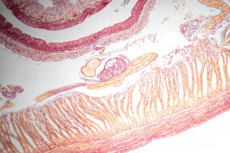 Free stock image of Earthworm created by Geoffrey Whiteway