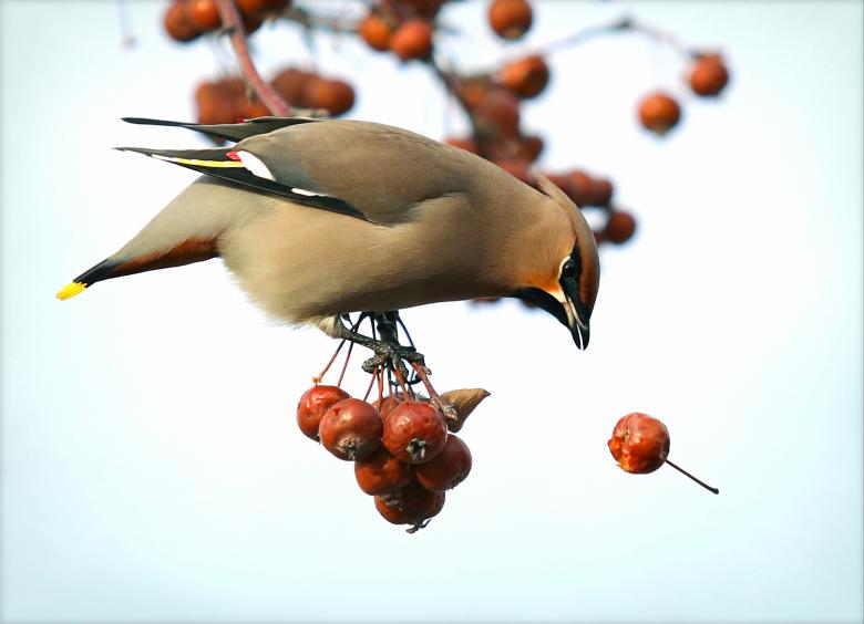 Free stock image of Waxwing created by svklimkin