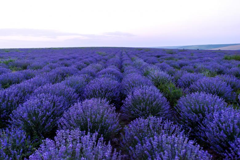 Free stock image of Purple Fields created by Eugeniu Frimu
