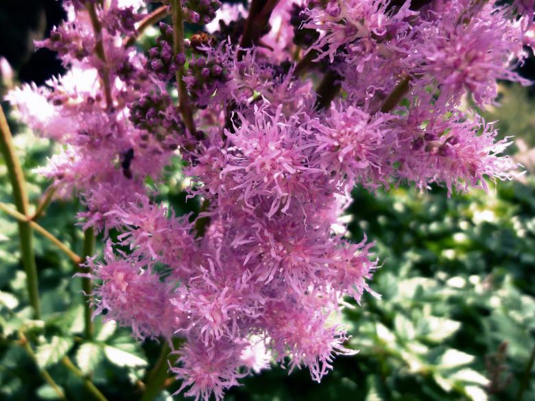 Free stock image of Pink Flowers in Summer created by Elizabeth