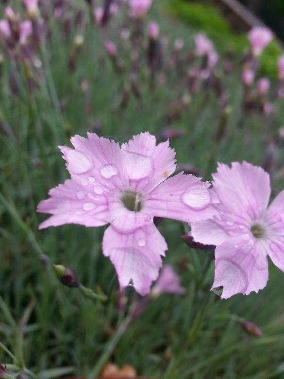 Free stock image of Pink Flowers with Droplets created by Elizabeth