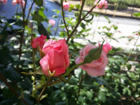 Pink Roses in Garden - Free Stock Photo