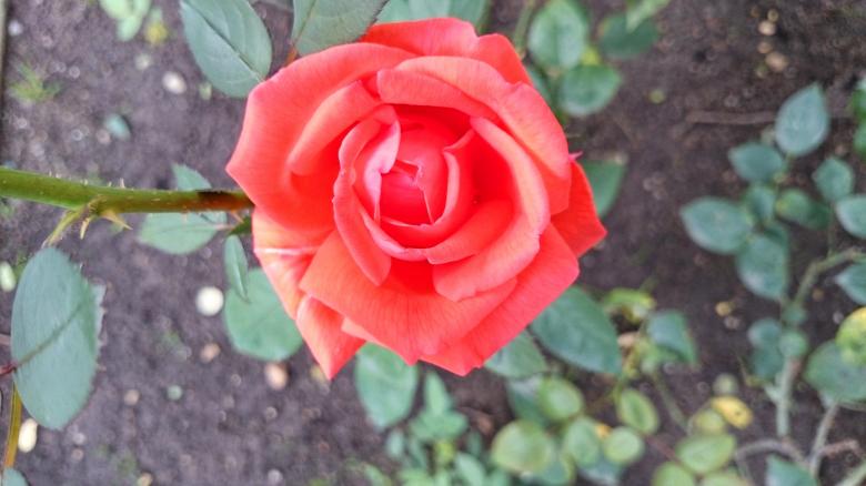 Free stock image of Orange Rose created by Elizabeth