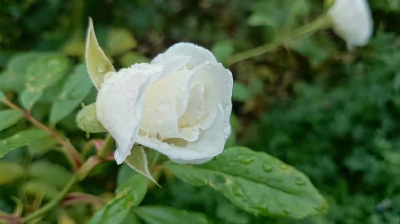 Free stock image of Wet White Rose created by Elizabeth
