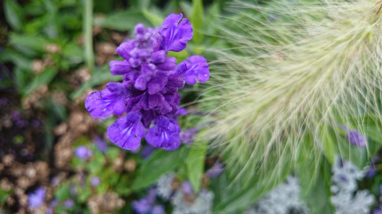 Free stock image of Purple Flowers created by Elizabeth
