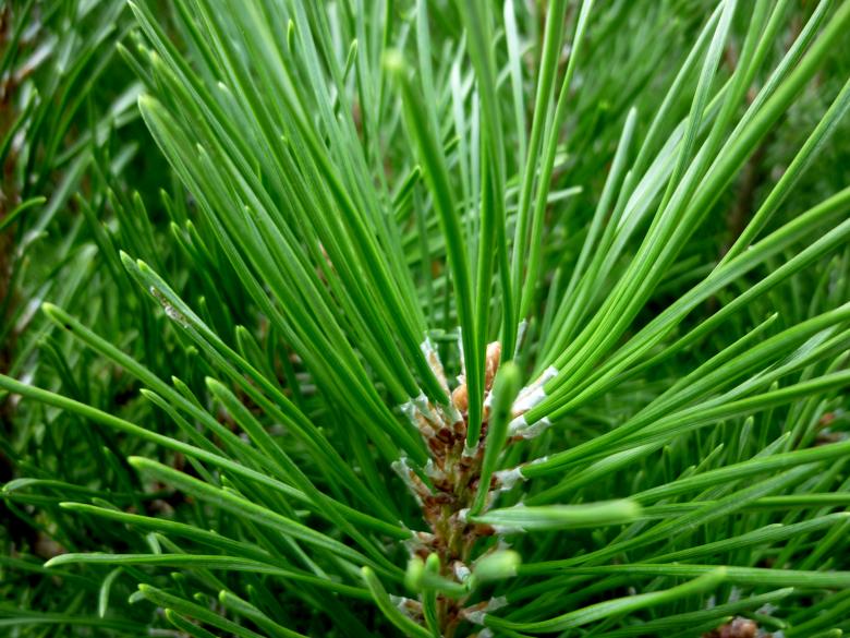 Free stock image of Pine created by Elizabeth