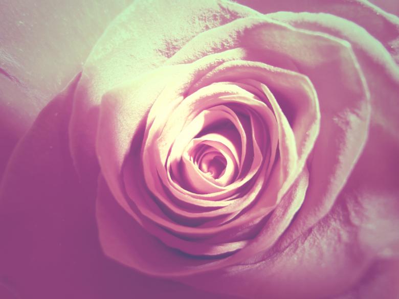 Free stock image of Vintage Rose created by Elizabeth